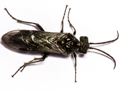 Dolerus niger
